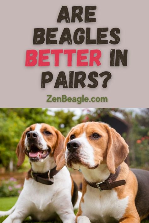 Two adorable beagles laying next to each other after playing outside, looking happy and content Multiple Dogs, Beagle Mix, In Pairs, How To Introduce Yourself, Most Popular, The United States, Benefits, United States, Dogs