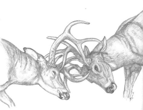 Deer Hunting Drawing, Deer Drawing Sketches, Hunting Sketch, Deer Sketches, Western Drawing Ideas, Deer Skull Drawing, Elk Drawing, Hunting Drawings, Deer Sketch