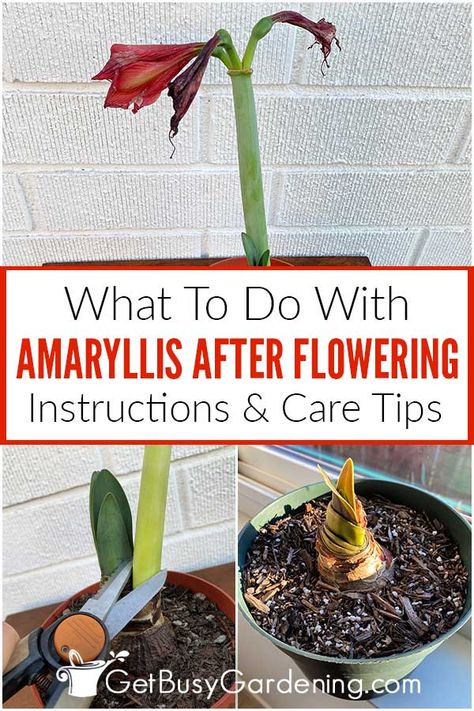 Caring For Amaryllis, What To Do With Amaryllis After It Blooms, Growing Amaryllis Indoors, How To Care For Amaryllis After Blooming, Amaryllis Care After Bloom, Amaryllis Planting Ideas, Amaryllis Aesthetic, Amarilis Flower, Flower Amaryllis