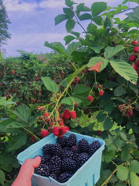 Dream Life Cottagecore, Edible Garden Aesthetic, How To Live A Natural Lifestyle, Pick Your Own Berry Farm, Farm Life Aesthetic Cottage, Summer Berries Aesthetic, Nature Lifestyle Aesthetic, Picking Fruits Aesthetic, Fruit And Veggie Garden Aesthetic