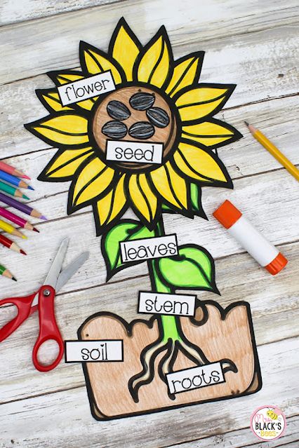 Parts Of A Sunflower Preschool, Sunflower Math Activities Preschool, Sunflower Science Preschool, Sunflower Activities For Preschool, Bulletin Boards For Spring, Science Activities For Kindergarten, Sunflower Activities, Planting Sunflower Seeds, Sunflower Bulletin Board