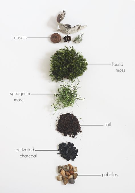 DIY Found Moss Terrarium Idle Hands Awake Terrariums Diy, Cactus Terrarium, Taman Air, Mini Terrarium, Idle Hands, Moss Terrarium, Moss Garden, Terrarium Diy, Garden Terrarium