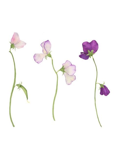 Watercolor Sweet Pea Flowers Original Botanical Painting Sweet Pea Tattoo, Sweet Pea Flowers, Painting Fine Art, Initial Tattoo, Pea Flower, Floral Illustration, 수채화 그림, Flowers Watercolor, Trendy Flowers