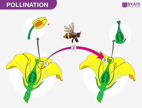 Science Corner, Science Plants, Airplane Games, Plant Biology, Medical Laboratory Science, Visual Supports, Agriculture Education, Science Activity, Parts Of A Flower