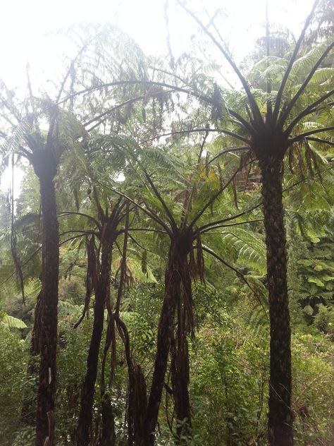 Punga trees New Zealand Earth Science, Tree Trunk, New Zealand, Trees, Plants, Nature