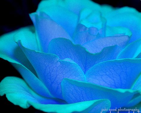 s o m e w h e r e, via Flickr. Turquoise Rose, One Rose, Blue Roses, Feeling Blue, Love Blue, Small Hands, Blue Rose, My Birthday, Beautiful Roses