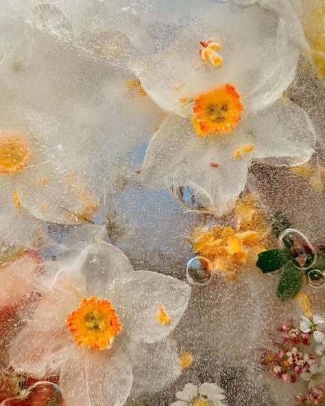 Joe Horner on Instagram: “🤍🧡” Joe Horner, Frozen Flowers, Ice Aesthetic, Flower Ice, Soft Girl Aesthetic, Flowers Petals, Black And White Wall Art, A Level Art, Photo Projects