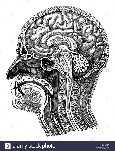 Inside Head Illustration, Anatomy Of Brain, Human Head Anatomy, Head Diagram, Neck Muscle Anatomy, Anatomy Head, Branches Of Psychology, Brain Diagram, Brain Models