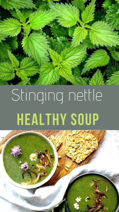 Stinging Nettle Soup, Nettle Soup Recipe, Nettles Recipes, Foraged Recipes, Potatoes And Zucchini, Scrappy Cooking, Nettle Recipes, Iron Foods, Wild Recipes