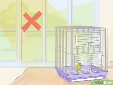 How to House Lovebirds: 13 Steps (with Pictures) - wikiHow Pet Flight Cage, Bird In A Cage, Pet Bird Cage, Bird Aviary, African Grey Parrot, The Cage, African Grey, Baby Bird, Nesting Boxes