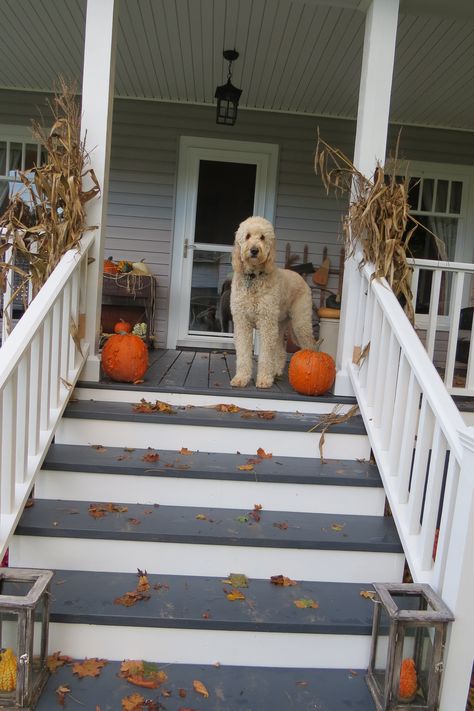 Front porch stain - Cabot dark slate gray semi solid. Front Porch Color Scheme Farmhouse, Front Porch Ideas Dark Gray House, Grey Porch Ideas, Dark Gray Front Porch Steps, Dark Stain Porch, Deck Color For Dark Grey House, Dark Grey Porch, Dark Grey Deck Paint, Gray Porch Floor Paint