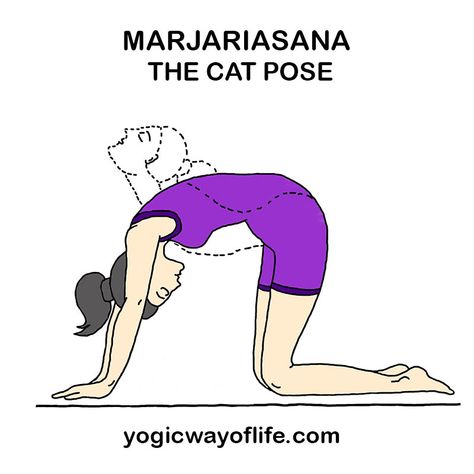 Marjariasana (Cat Pose) - Yoga Asana for Flexibility of Back & Spine | Yogic Way Of Life. THIS ASANA IS HELPFUL FOR THOSE WHO ARE HYPOTHYROID. Cat Pose Yoga, Yoga Asanas Names, Yoga Illustrations, Yoga Spiritual, Yoga Breathing, Yoga Inspo, Yoga Lessons, I'm Grateful, Learn Yoga