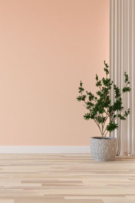 Hickory Floor with Peach Wall Color Plain Background For Photoshoot, Background Photo Studio Aesthetic, Peach Wall Color, Wall Background For Editing, Stores Interior Design, Ruangan Aesthetic, Bedrooms Interior Design, Hickory Floor, Indoor Background