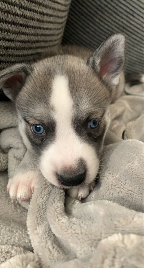 Pitsky Dogs, Pitsky Puppy, Pitbull Husky Mix Puppies, Baby Pitbulls, Pitbull Husky, Puppy Pitbulls Bluenose, Baby Huskies With Blue Eyes, White Husky With Blue Eyes, Newborn Husky