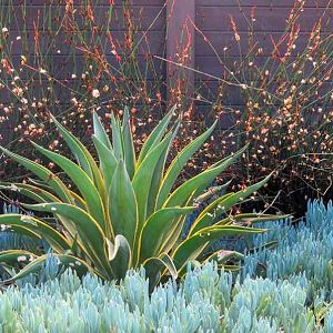 Agave Blue Glow, Succulent Landscape Design, Waterwise Garden, Succulent Landscaping, Mediterranean Plants, Companion Plants, Garden Design Layout, Border Plants, Agave Plant