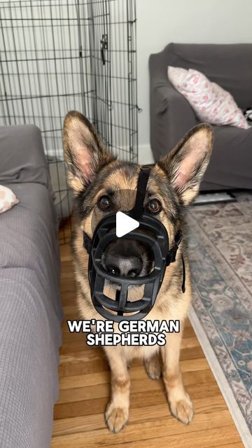 Benson & Jake Zerner on Instagram: "We’re German Shepherds - Funny Things About German Shepherds Audio from @bear_jessica02" Gsd Funny, German Shepherd Videos, German Shepherd Funny, Funny German Shepherd, Cute German Shepherd Puppies, Shepherd Puppies, German Shepherd Puppies, German Shepherds, German Shepherd Dogs