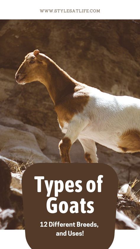 types of goats
goat
animal Types Of Goats Breeds, Goat Types, Types Of Goats, Goat Breeds, Nubian Goat, Goat Herding, Raising Farm Animals, A Goat, Different Kinds