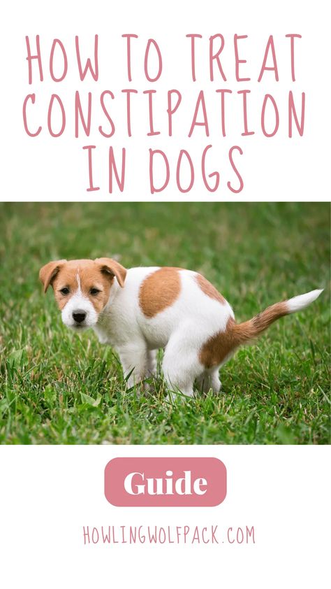 Uncover a comprehensive guide on how to treat constipation in dogs. From understanding the causes to implementing effective solutions, explore a range of vet-approved remedies and dietary adjustments to ensure your dog's comfort and well-being. Whether it's incorporating fiber-rich foods, increasing hydration, or seeking professional advice, empower yourself with the knowledge and tools to promote digestive health in your pet. Constipated Dog Home Remedies, How To Fatten Up A Dog, Constipation Relief For Dogs, Dog Constipation Remedies, Constipation In Dogs, What To Feed Dogs, How To Treat Constipation, Constipated Dog, Health Checklist