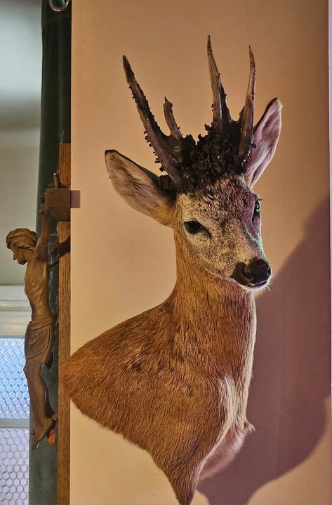 Cool Taxidermy, Taxidermy Diy, Deer Taxidermy, Taxidermy Deer, Bird Taxidermy, Taxidermy Decor, Rams Head, Ram Head, Animal Sculptures