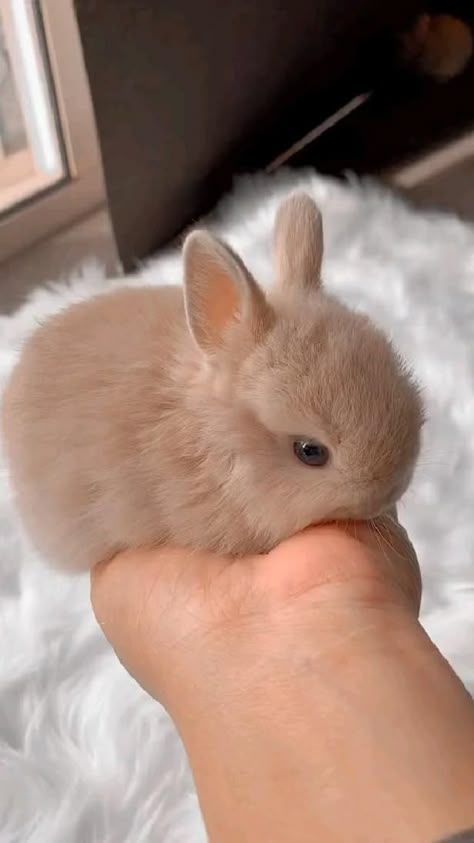 cutiee in 2022 | Cute baby animals, Cute bunny pictures, Cute animals Baby Animals Cute, Pet Bunny Rabbits, Regnul Animal, Cute Bunny Pictures, Cute Small Animals, Cute Animals Puppies, Baby Animals Pictures, Pet Bunny