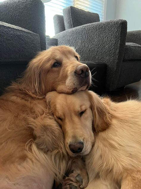 Golden Retriever Farm Dog, Two Golden Retrievers, Golden Retriever Cuddling, 2 Golden Retrievers, Two Dogs Together, Dogs Cuddling, Dog Siblings, Red Golden Retriever, Martial Arts Master