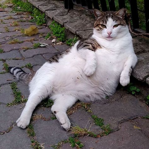 Rest in peace Tombili! - Istanbul's Most Famous Cat Honored With Its Own Statue At Its Favorite Spot Cat Quotes Funny, Pet Day, Cat Statue, Cat Photography, Stray Cat, Fat Cats, Cat Sitting, Animals Of The World, Funny Animal Pictures