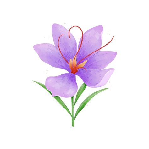 Saffron Plant, Saffron Crocus, Saffron Flower, Watercolor Plants, Fruit Pattern, Flower Illustration, Birth Flowers, Piercing Jewelry, Flower Tattoo