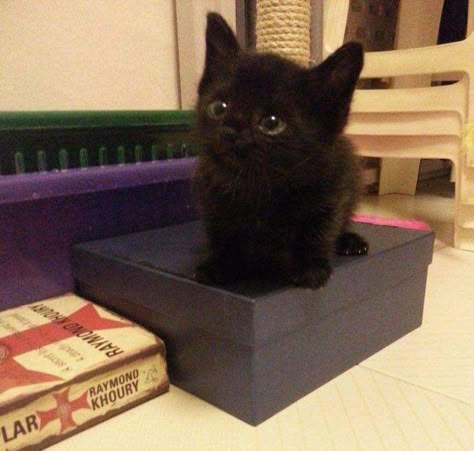 Kitten Food, Cute Cats Photos, Black Kitten, Cat Aesthetic, Cute Cats And Kittens, Oui Oui, Silly Cats, I Love Cats