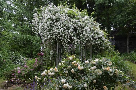 Rambling Rector Rose, Florence Alabama, Rambling Rose, Vancouver Washington, Garden Plans, Urban Gardening, Shade Garden, Landscaping Ideas, Garden Planning