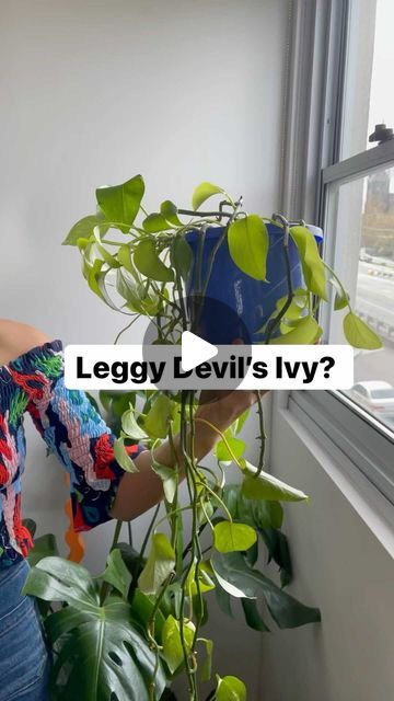 Gardenworld Nursery on Instagram: "Is your Devil’s Ivy a little leggy and bald? Do not fear! Try this super easy, no-cut propagation method to create a lush and bushy vine. Can be used to propagate most indoor plant vines ✌🏽#bobbypinplanthack #devilsivy #pathos" Pathos Plant, Ivy Plant Indoor, Plant Vines, Devils Ivy, Ivy Plants, Plant Hacks, Do Not Fear, Indoor Plant, Indoor Plants