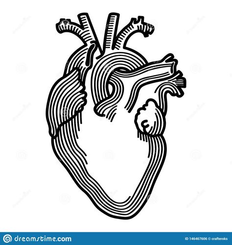 Anatomical Heart Hand Drawn Crafteroks Svg Free, Free Svg File, Eps, Dxf, Vector, Logo, Silhouette, Icon, Instant Download, Digita Stock Vector - Illustration of people, medicine: 146467606 Anatomical Heart Drawing, Logo Silhouette, Heart Hands Drawing, Heart Illustration, Heart Drawing, Anatomical Heart, Heart Logo, Mandala Svg, Svg Free