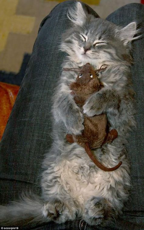 Tom and Jerry: This grey kitten proves that cat and mouse can be friends after all ... Stressed Cat, Funny Wild Animals, Fluffy Cats, Crazy Lady, Cats Rule, Cat Watch, Slaap Lekker, Cute Rats, Cat Playing