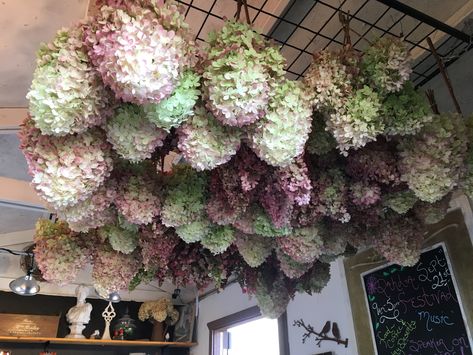 Hydrangea Cloud, Limelight Hydrangeas, Limelight Hydrangea, Dried Hydrangeas, Hydrangea Wreath, Salon Ideas, Ceiling Hanging, Floral Display, Hydrangea