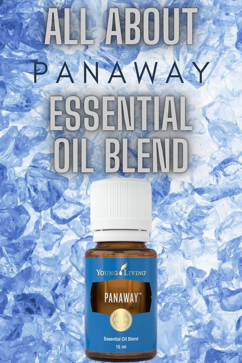 PanAway essential oil blend has a strong wintergreen aroma. Learn more about PanAway and how to use it. #PanAwayEssentialOil #essentialoiluses #essentialoilbenefits | EOGuys.com Panaway Essential Oil Recipe, Panaway Essential Oil Young Living, Essential Oil Scrubs, Young Living Panaway, Panaway Essential Oil, Esential Oils, Young Living Essential Oils Recipes, Essential Oils Bath, Essential Oil Benefits