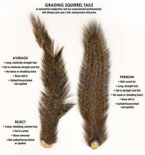 Sell Your Squirrel Tails to Mepps for Fishing Lures | Mepps Squirrel Mounts Ideas, Squirrel Hunting, Squirrel Food, Rabbit Hunting, Hunting Crafts, Squirrel Tail, Types Of Hunting, Deer Hunting Tips, Hunting Tips