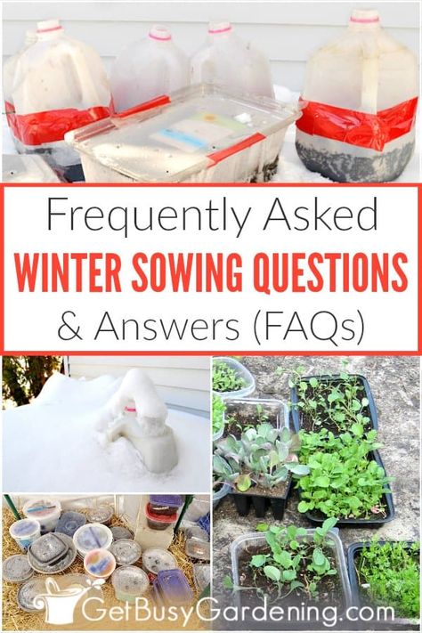 Winter Sowing Seeds, Winter Sowing, Winter Greenhouse, Winter Vegetables Gardening, Gardening Seeds, Sowing Seeds, Winter Gardening, Seed Saving, Mini Greenhouse