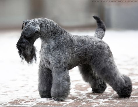 Credit : photolesya.com Pretty Dog, Kerry Blue Terrier, Terrier Breeds, Pretty Dogs, Breed Dogs, Best Dog Breeds, Dogs Breeds, Mixed Breed Dogs, Animal References