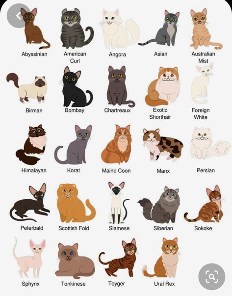 Unique Cat Colors, Different Cat Colors, What To Make For Moms Birthday, Cat Items For Cats, Birthday Cat Drawing, Siamese Cat Drawing, Cats Colors, Angora Cat, Cat Races