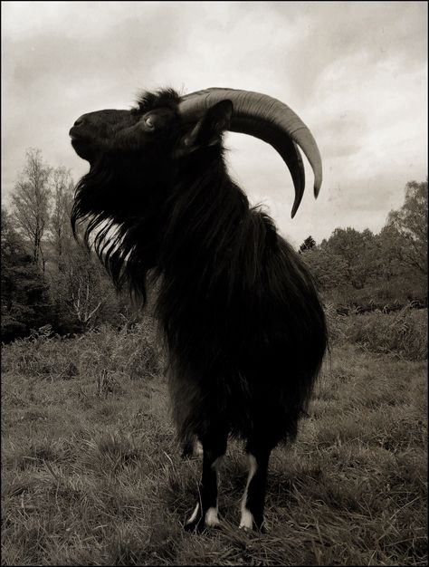 “Black Philip, Black Philip, a crown grows out his head!”A portrait print from the “Black Philip” series in size: 18x13 cm/5x7" in sepia.The photo is printed on HP Premium Photo Paper wi... Black Philip, Nona Limmen, Goya Paintings, Black Phillip, Black Goat, Horror Tattoo, Reptiles Pet, Undertale Cute, Season Of The Witch