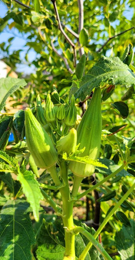 Okra Valley Of Flowers, Fruit Wallpaper, Okra, Kitchen Garden, Fruit And Veg, Indoor Plants, Fruit, Flowers, Plants