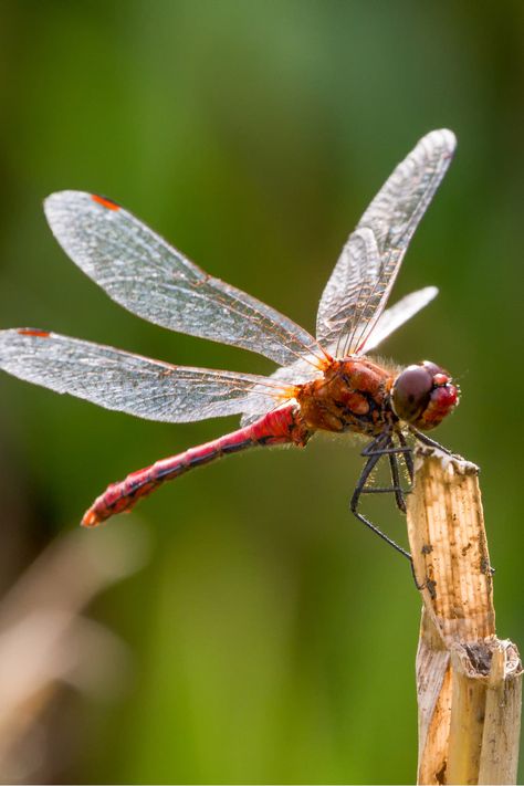 8 Spiritual Meanings of Dragonfly Animals Symbolism, Dragonfly Symbolism, Transparent Wings, Dragonfly Drawing, Dragonfly Photography, Fly Drawing, Dragonfly Photos, Beautiful Insects, Flowers For Mom