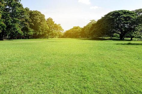 Parque verde. vista de la naturaleza de la hierba verde en el jardín. concepto de ecología Lawn Renovation, Fall Lawn, Grass Type, Summer Lawn, Backyard Inspo, Nature View, Green Park, Grass Seed, Green Grass