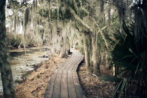 The 8 Best New Orleans Swamp Tours of 2019 Swamp Tours New Orleans, New Orleans Swamp, New Orleans Swamp Tour, Swamp Tours, New Orleans Vacation, Louisiana Bayou, New Orleans Travel, Cypress Trees, Modern Disney