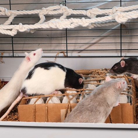 Rat foraging puzzle box kits available! Rat Foraging Toys, Rat Cage Diy, Rat Ideas, Rat Care, Rats And Mice, Pet Diy, Rat Toys, Rat Cage, Pets 3