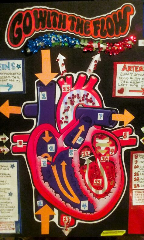 My Blood Flow Project #circulatorysystem Cardiovascular System Project Models, Heart Projects Anatomy, Circulatory System Model, Respiratory System Projects, Charts For Classroom Decoration, Circulatory System Projects, Human Body Science Projects, Biology Project, Human Circulatory System