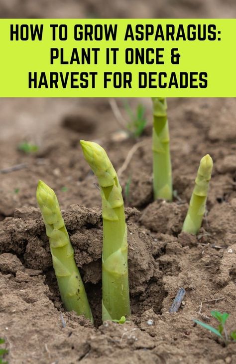 Asparagus Growing, Grow Asparagus, Growing Asparagus, Asparagus Plant, Vegetable Garden Diy, Plants Growing, Backyard Vegetable Gardens, Garden Veggies, Diy Gardening