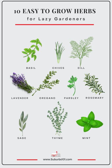 10 Easiest Herbs to Grow in Your Garden (Lazy Gardener) Easiest Herbs To Grow Indoors, Herb Gardening For Beginners, Planting Herbs Outdoors, Home Herb Garden, Easiest Herbs To Grow, Herbs To Grow Indoors, Beginner Garden, Growing Irises, Best Herbs To Grow