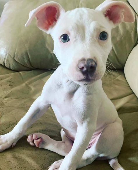 The Truth About the White Pitbull: An In-Depth Guide All White Pitbull, Albino Pitbull, White Pitbull Puppies, Pitbull Colors, Albino Dog, White Pitbull, Nanny Dog, American Dog, American Pitbull