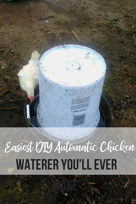 This is so simple! You can make this DIY automatic chicken waterer at home! It's such an easy DIY project for backyard chicken owners. Diy Chicken Waterer, Nesting Box Plans, Chicken Watering System, Chicken Waterer Diy, Chicken Water Feeder, Chicken Feeder Diy, Urban Chicken Farming, Chickens For Beginners, Chicken Waterer