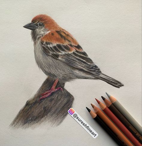 Pencil Colour Painting, Colored Pencil Artwork Ideas, Bird Pencil Drawing, Abstract Pencil Drawings, Color Pencil Sketch, Buddha Art Drawing, Colored Pencil Artwork, Cool Pencil Drawings, Doodle Art Drawing